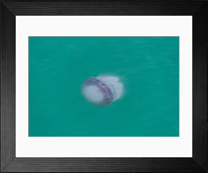 Framed Print : A serene jellyfish undulating gently in the clear turquoise waters of an ocean, portraying marine life's elegance Framed Print : A serene jellyfish undulating gently in the clear turquoise waters of an ocean, portraying marine life's elegance