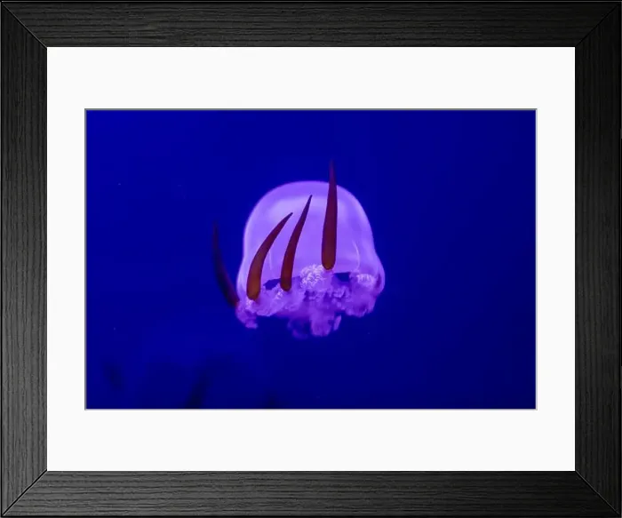 Framed Print : Fiery Glow: Captivating Flame Jellyfish in Underwater Paradise Framed Print : Fiery Glow: Captivating Flame Jellyfish in Underwater Paradise