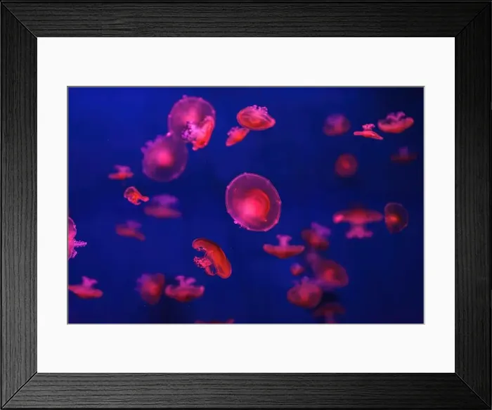 Framed Print : Mediterranean jellyfish Framed Print : Mediterranean jellyfish
