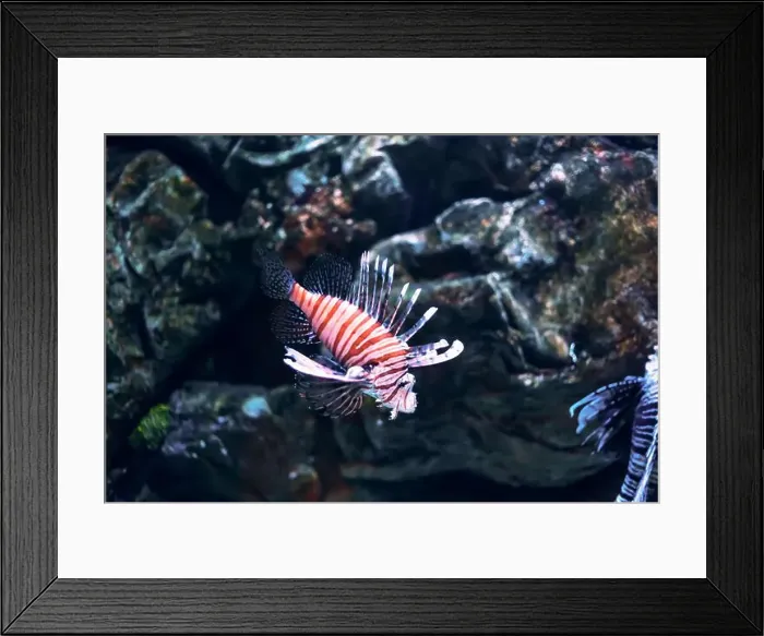 Framed Print : Tropical marine fish in natural habitat. Oceanarium, wildlife, colorful underwater world, aquarium Framed Print : Tropical marine fish in natural habitat. Oceanarium, wildlife, colorful underwater world, aquarium
