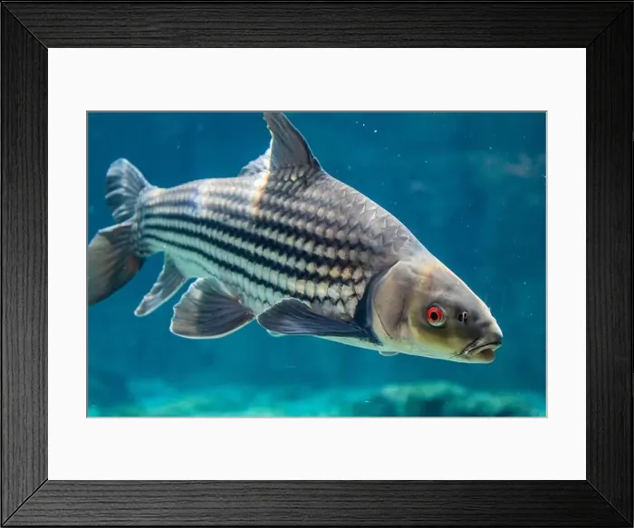 Framed Print : The Jullien's golden carp (Probarbus jullieni) Framed Print : The Jullien's golden carp (Probarbus jullieni)