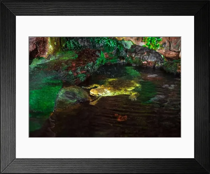 Framed Print : The Nile crocodile climbed out of the water. An aquarium aviary that imitates a natural habitat Framed Print : The Nile crocodile climbed out of the water. An aquarium aviary that imitates a natural habitat