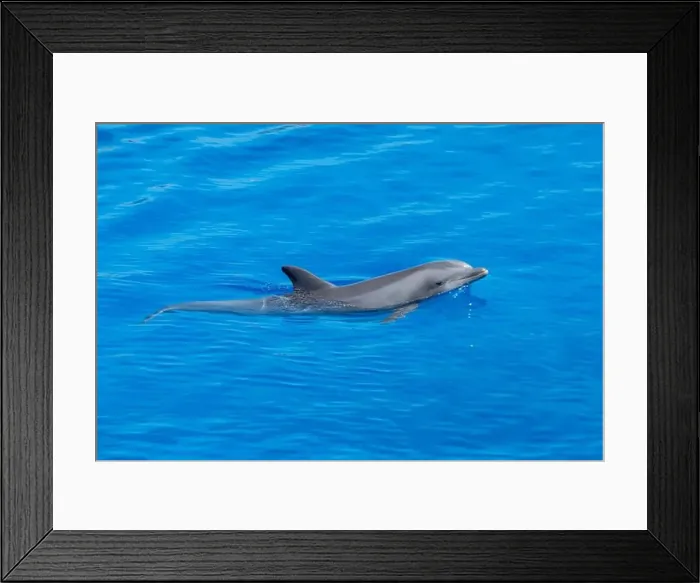 Framed Print : Playful Atlantic Bottlenose Dolphin Swimming in Blue Waters swimming right Framed Print : Playful Atlantic Bottlenose Dolphin Swimming in Blue Waters swimming right