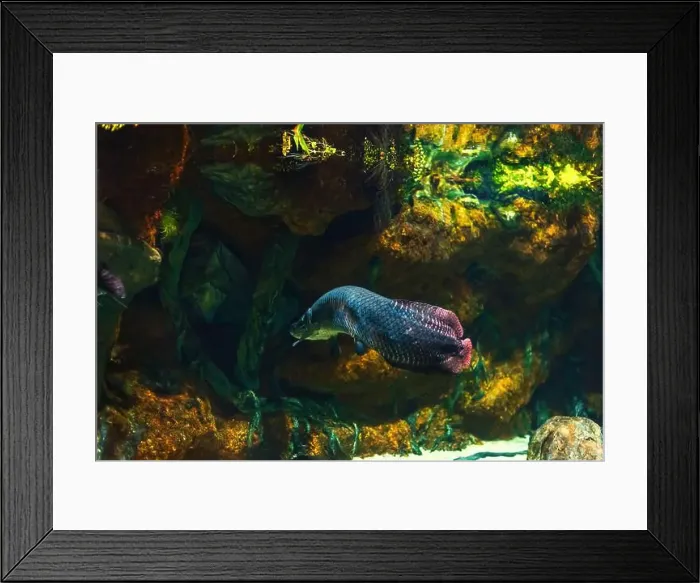 Framed Print : Tropical marine fish in natural habitat. Oceanarium, wildlife, colorful underwater world, aquarium Framed Print : Tropical marine fish in natural habitat. Oceanarium, wildlife, colorful underwater world, aquarium