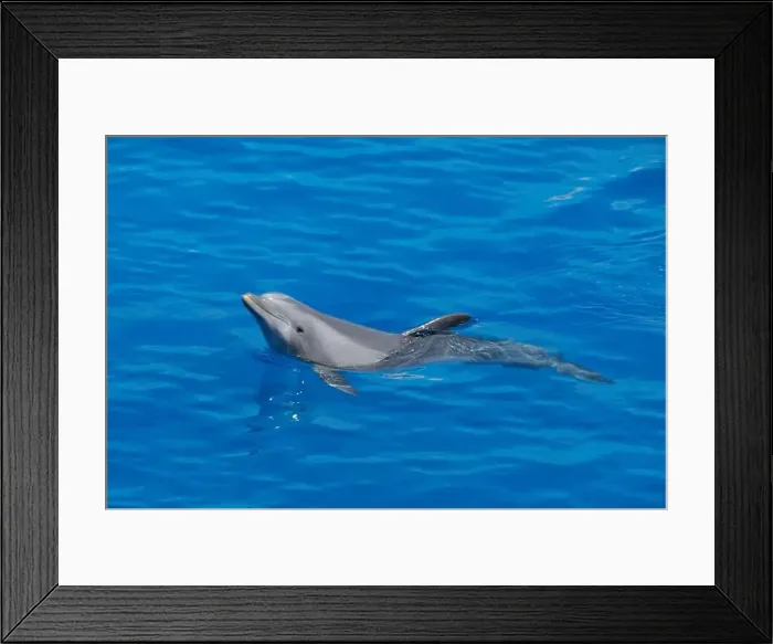Framed Print : Playful Atlantic Bottlenose Dolphin Swimming in Blue Waters swimming left Framed Print : Playful Atlantic Bottlenose Dolphin Swimming in Blue Waters swimming left
