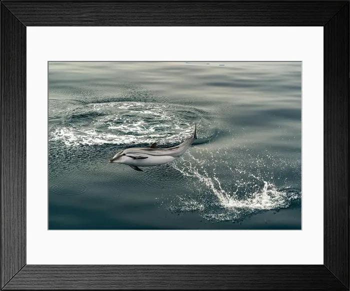 Framed Print : Happy striped dolphin jumping outside the sea Framed Print : Happy striped dolphin jumping outside the sea