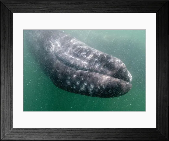 Framed Print : Underwater photo of a Gray whale (Eschrichtius robustus) in San Ignacio Lagoon, Baja California Sur, Mexico Framed Print : Underwater photo of a Gray whale (Eschrichtius robustus) in San Ignacio Lagoon, Baja California Sur, Mexico