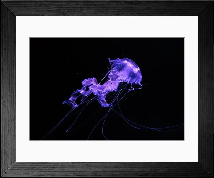 Framed Print : Black sea nettle, Chrysaora achlyos swimming in dark water of aquarium tank with purple neon light Framed Print : Black sea nettle, Chrysaora achlyos swimming in dark water of aquarium tank with purple neon light