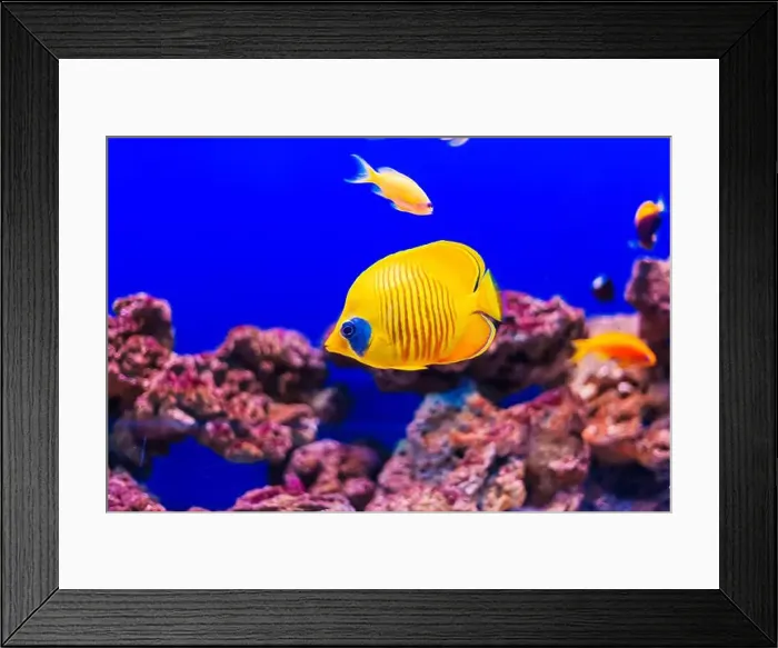 Framed Print : Tropical marine fish on a coral reef Framed Print : Tropical marine fish on a coral reef