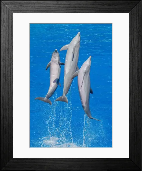Framed Print : Dynamic Atlantic Bottlenose Dolphins Leaping in the Sea Framed Print : Dynamic Atlantic Bottlenose Dolphins Leaping in the Sea