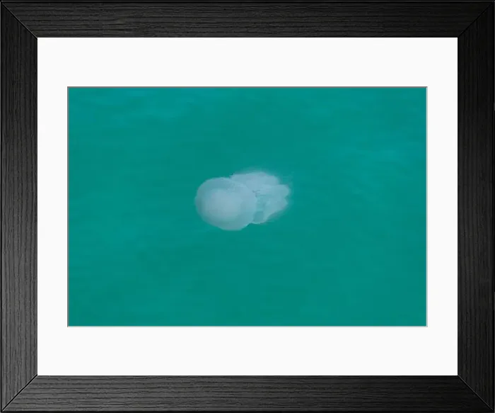 Framed Print : A serene jellyfish undulating gently in the clear turquoise waters of an ocean, portraying marine life's elegance Framed Print : A serene jellyfish undulating gently in the clear turquoise waters of an ocean, portraying marine life's elegance