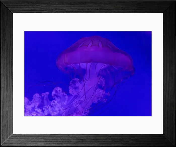 Framed Print : Pacific Sea Nettle: Graceful Jellyfish in Vibrant Ocean Waters Framed Print : Pacific Sea Nettle: Graceful Jellyfish in Vibrant Ocean Waters