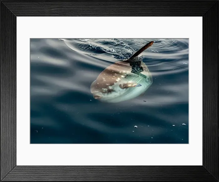 Framed Print : A Mola mola sun fish on sea surface while eating velella jellyfish Framed Print : A Mola mola sun fish on sea surface while eating velella jellyfish