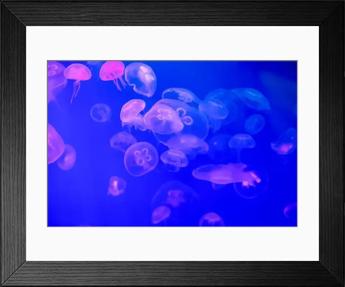 Framed Print : Jellyfish in their natural habitat. Oceanarium, wildlife, colorful underwater world, natural background Framed Print : Jellyfish in their natural habitat. Oceanarium, wildlife, colorful underwater world, natural background