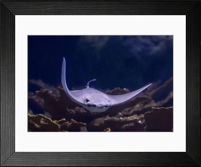Framed Print : Bull Ray Swimming in Natural Ocean Habitat - Stunning Underwater Wildlife Framed Print : Bull Ray Swimming in Natural Ocean Habitat - Stunning Underwater Wildlife