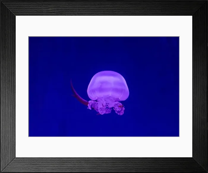 Framed Print : Fiery Glow: Captivating Flame Jellyfish in Underwater Paradise Framed Print : Fiery Glow: Captivating Flame Jellyfish in Underwater Paradise