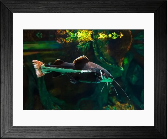 Framed Print : Tropical marine fish in natural habitat. Oceanarium, wildlife, colorful underwater world, aquarium Framed Print : Tropical marine fish in natural habitat. Oceanarium, wildlife, colorful underwater world, aquarium