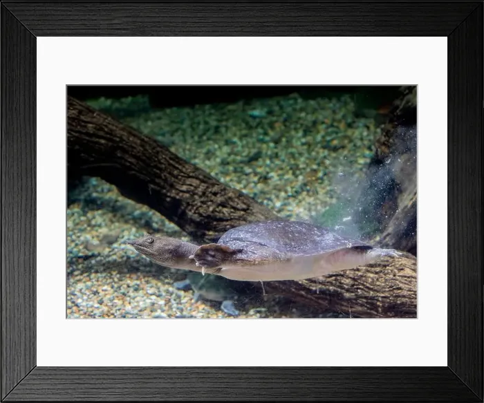 Framed Print : The Chinese softshell turtle (Pelodiscus sinensis) in the water Framed Print : The Chinese softshell turtle (Pelodiscus sinensis) in the water