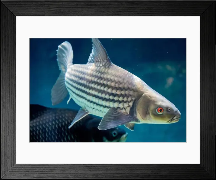 Framed Print : The Jullien's golden carp (Probarbus jullieni) Framed Print : The Jullien's golden carp (Probarbus jullieni)