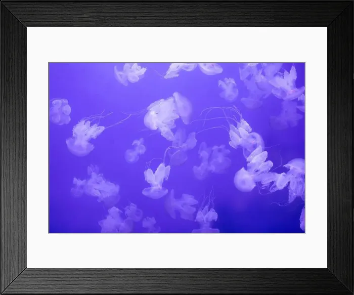 Framed Print : Marina Background, Graceful Encounter: Barrel Jellyfish Gliding through the Ocean Depths Framed Print : Marina Background, Graceful Encounter: Barrel Jellyfish Gliding through the Ocean Depths