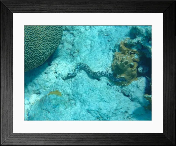 Framed Print : Underwater photography of a Spotted moray eel (Gymnothorax moringa) in the Caribbean Sea Framed Print : Underwater photography of a Spotted moray eel (Gymnothorax moringa) in the Caribbean Sea