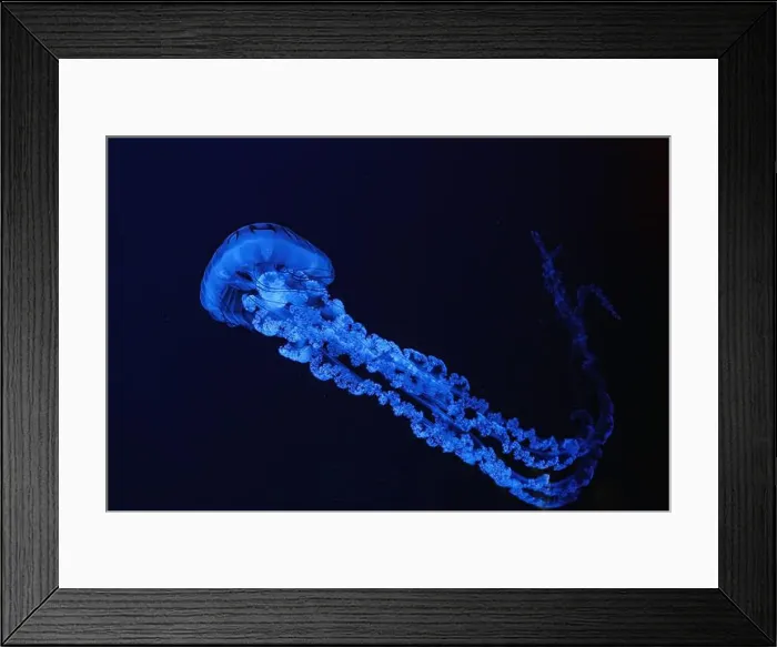 Framed Print : Jellifish South american sea nettle Framed Print : Jellifish South american sea nettle