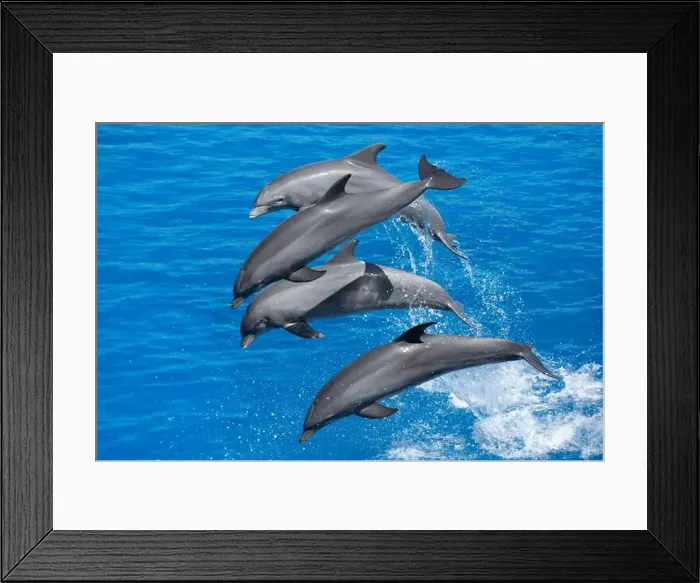 Framed Print : Dynamic Atlantic Bottlenose Dolphins Leaping in the Sea Framed Print : Dynamic Atlantic Bottlenose Dolphins Leaping in the Sea