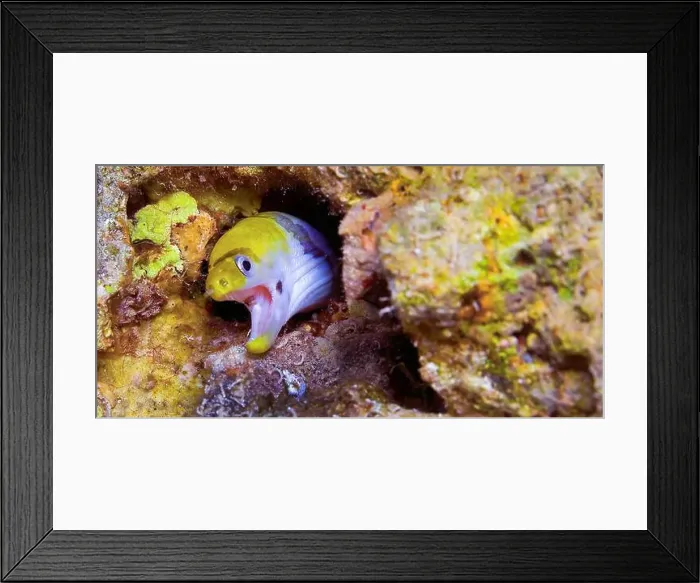 Framed Print : Yellow-Headed Moray Eel, Banded Moray Framed Print : Yellow-Headed Moray Eel, Banded Moray