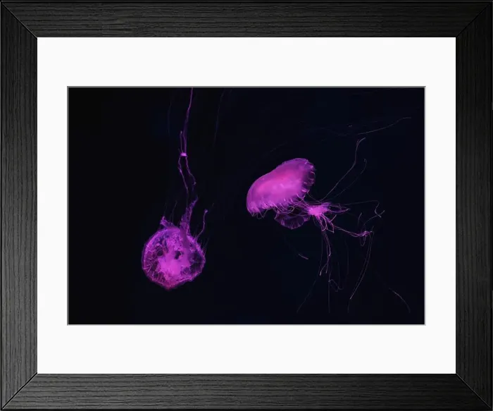 Framed Print : Atlantic sea nettle, Chrysaora quinquecirrha Framed Print : Atlantic sea nettle, Chrysaora quinquecirrha