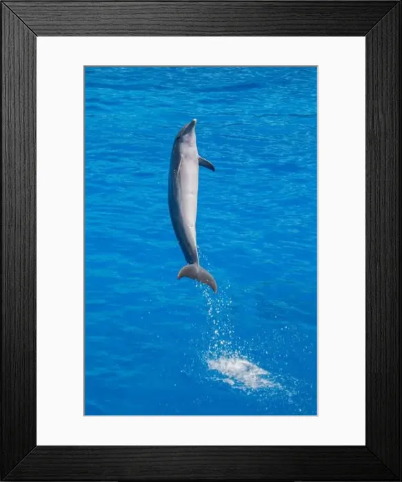 Framed Print : Atlantic Bottlenose Dolphin Jumping in Water - Playful Marine Wildlife Splash