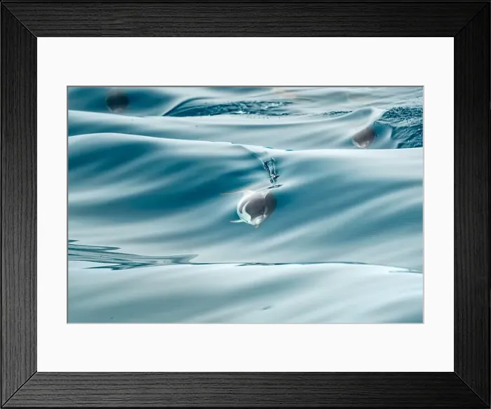 Framed Print : A striped dolphin surfing under a sea wave before jumping outside the sea Framed Print : A striped dolphin surfing under a sea wave before jumping outside the sea