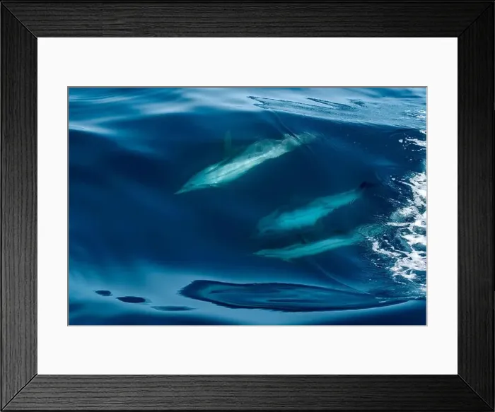 Framed Print : A striped dolphin surfing under a sea wave before jumping outside the sea Framed Print : A striped dolphin surfing under a sea wave before jumping outside the sea