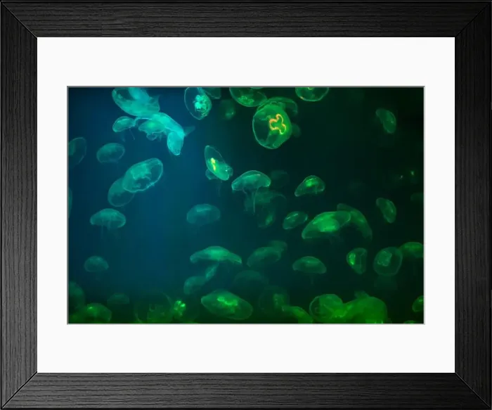Framed Print : Jellyfish in their natural habitat. Oceanarium, wildlife, colorful underwater world, natural background Framed Print : Jellyfish in their natural habitat. Oceanarium, wildlife, colorful underwater world, natural background