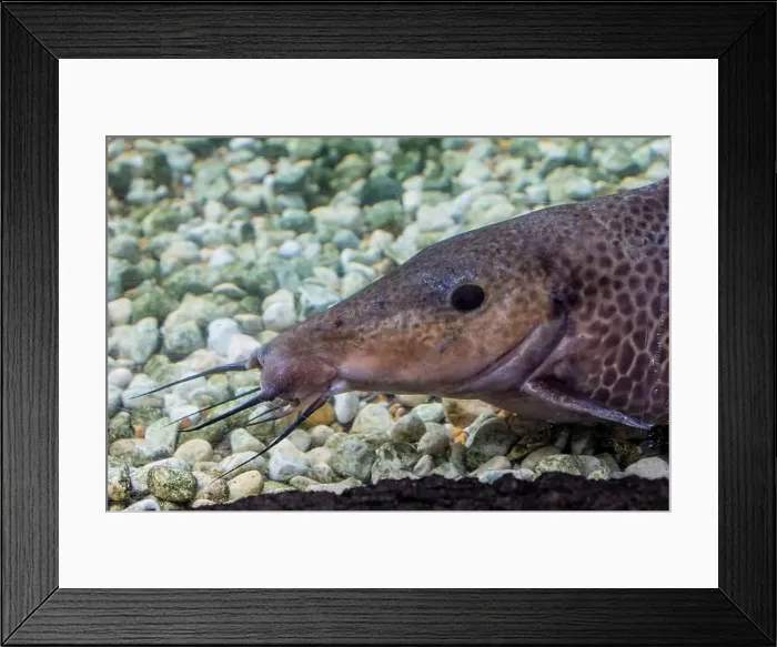 Framed Print : The giraffe catfish (Auchenoglanis occidentalis) is an African catfish Framed Print : The giraffe catfish (Auchenoglanis occidentalis) is an African catfish