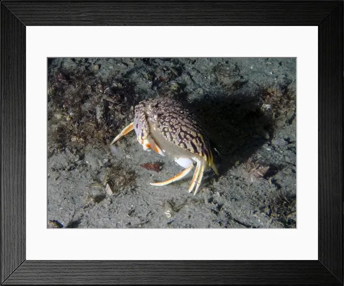 Framed Print : A Flame Box Crab (Calappa flammea) in Florida, USA Framed Print : A Flame Box Crab (Calappa flammea) in Florida, USA