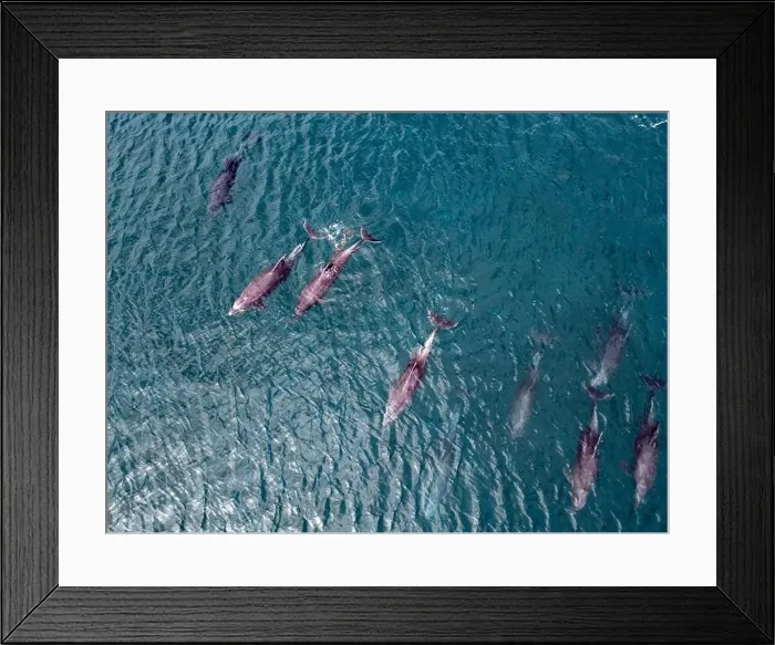 Framed Print : A playful pod of dolphins aerial shot in Cortez sea, Baja California Sur Mexico drone view Framed Print : A playful pod of dolphins aerial shot in Cortez sea, Baja California Sur Mexico drone view