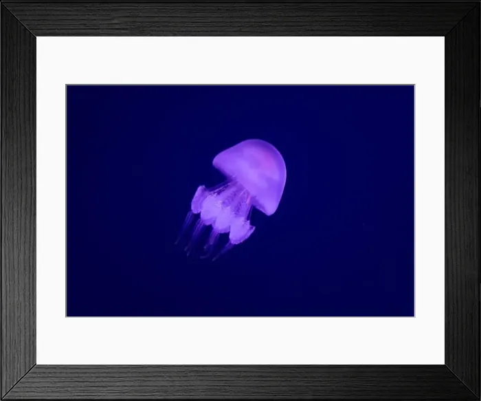 Framed Print : Graceful Encounter: Barrel Jellyfish Gliding through the Ocean Depths Framed Print : Graceful Encounter: Barrel Jellyfish Gliding through the Ocean Depths