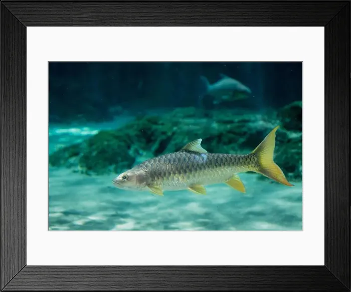 Framed Print : The Indian golden mahseer (Tor putitora) is an endangered species of cyprinid fish that is found in rapid streams Framed Print : The Indian golden mahseer (Tor putitora) is an endangered species of cyprinid fish that is found in rapid streams