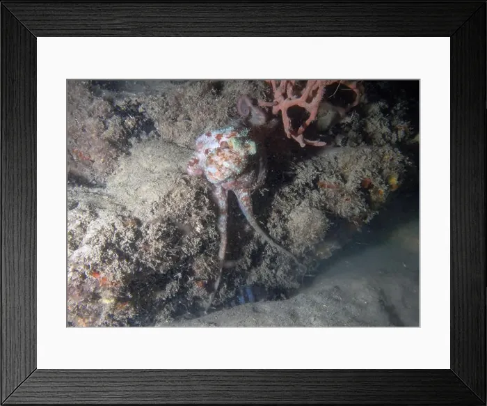 Framed Print : A Caribbean Reef Octopus (Octopus briareus) in Florida, USA Framed Print : A Caribbean Reef Octopus (Octopus briareus) in Florida, USA