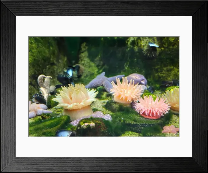 Framed Print : Seastars and anemones stuck to a rock in the ocean aquarium Framed Print : Seastars and anemones stuck to a rock in the ocean aquarium