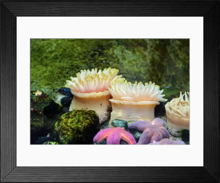 Framed Print : Seastars and anemones stuck to a rock in the ocean aquarium Framed Print : Seastars and anemones stuck to a rock in the ocean aquarium