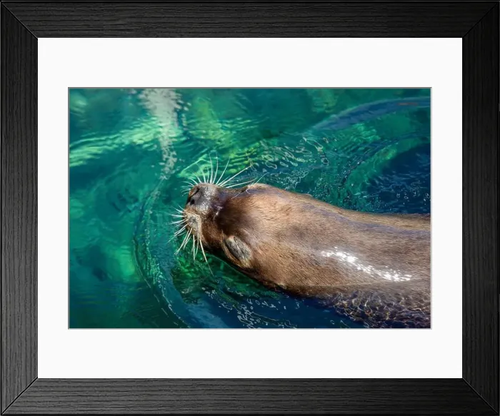 Framed Print : Vibrant Sea Lions: Whiskers Framed Print : Vibrant Sea Lions: Whiskers