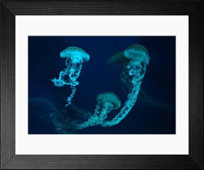 Framed Print : Group of Jellifish South american sea nettle Framed Print : Group of Jellifish South american sea nettle
