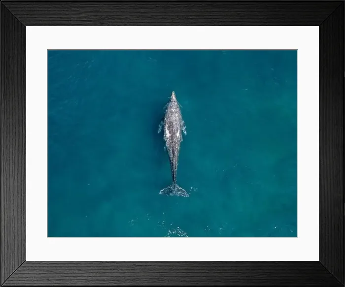 Framed Print : bottlenose dolphin aerial shot in Cortez sea, Baja California Sur Mexico drone view Framed Print : bottlenose dolphin aerial shot in Cortez sea, Baja California Sur Mexico drone view
