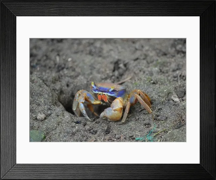 Framed Print : A crab searching for food in the sandy shore Framed Print : A crab searching for food in the sandy shore
