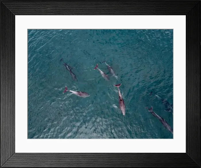 Framed Print : A playful pod of dolphins aerial shot in Cortez sea, Baja California Sur Mexico drone view Framed Print : A playful pod of dolphins aerial shot in Cortez sea, Baja California Sur Mexico drone view