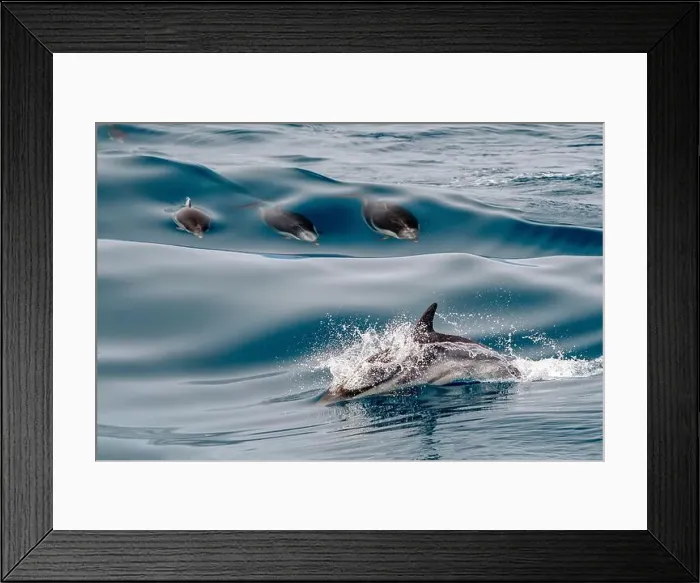 Framed Print : Happy striped dolphin jumping outside the sea Framed Print : Happy striped dolphin jumping outside the sea