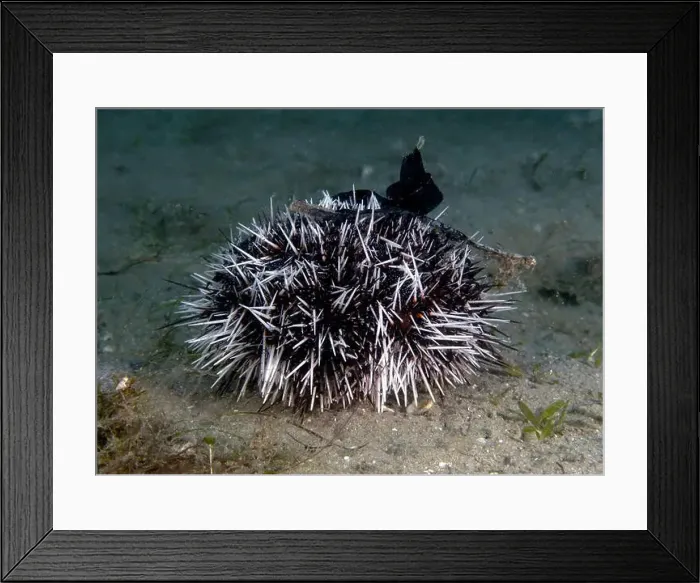 Framed Print : A West Indian Sea Egg (Tripneustes ventricosus) in Florida, USA Framed Print : A West Indian Sea Egg (Tripneustes ventricosus) in Florida, USA