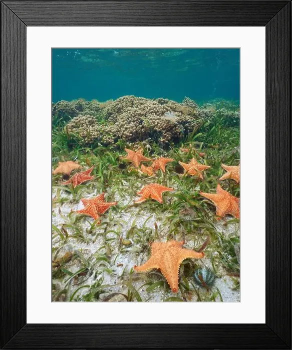 Framed Print : Several sea stars Oreaster reticulatus underwater in the Caribbean sea Framed Print : Several sea stars Oreaster reticulatus underwater in the Caribbean sea
