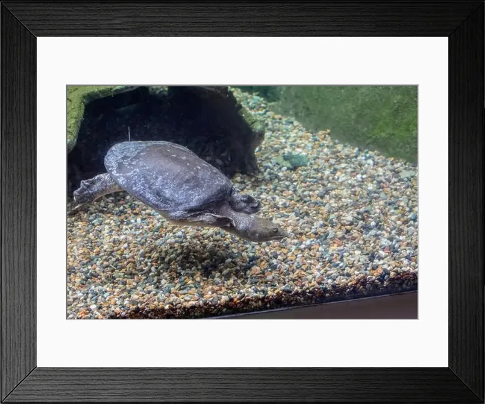 Framed Print : The Chinese softshell turtle (Pelodiscus sinensis) in the water Framed Print : The Chinese softshell turtle (Pelodiscus sinensis) in the water